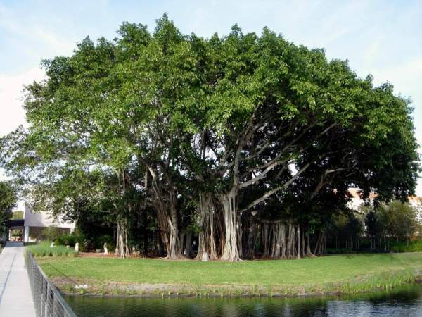 Баньян (бенгальский фикус) - дерево лес