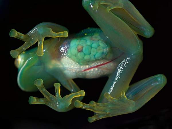 Centrolenidae, прозрачная лягушка, стеклянная лягушка, glass frog