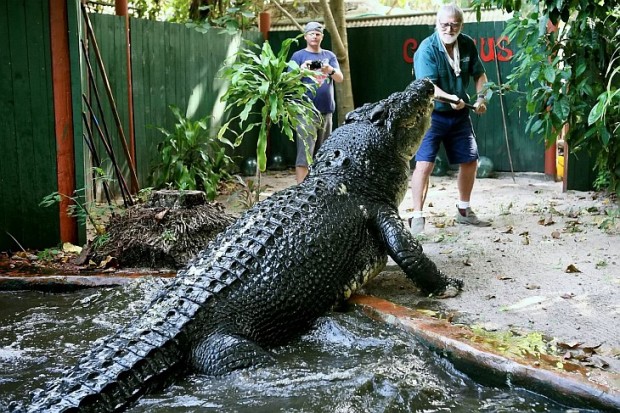 Кассиус Клей - самый большой крокодил в мире