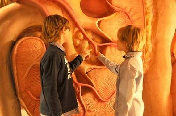 Музей человека в Нидерландах (Corpus Museum), сердце, нервы, печень, почки