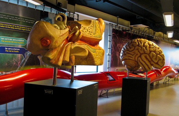 Музей человека в Нидерландах (Corpus Museum), мозг