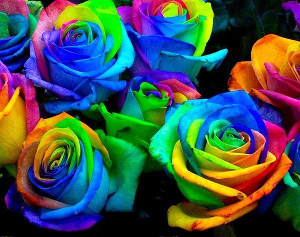 Радужные розы, выращивание радужных роз
