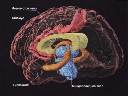 Мозолистое тело, удаление которого может привести в синдрому чужой руки или руке-анархисту.
