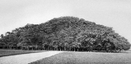 Баньян - дерево лес (это одно дерево).
