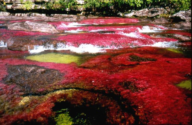 Каньо Кристалес - река пяти цветов, самая красивая пятицветная река в мире