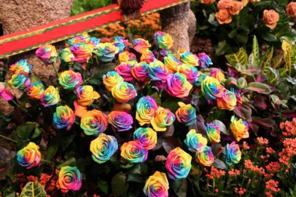 Радужные розы, разноцветные розы